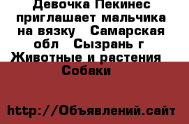 Девочка Пекинес приглашает мальчика на вязку - Самарская обл., Сызрань г. Животные и растения » Собаки   